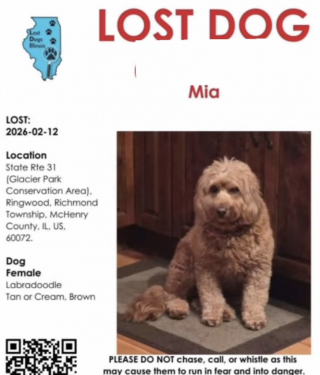 Illustration de l'article : &laquo; C'est une survivante &raquo;, apr&egrave;s 18 jours seule dans un parc naturel immense, une chienne insaisissable retrouve enfin sa famille (vid&eacute;o)