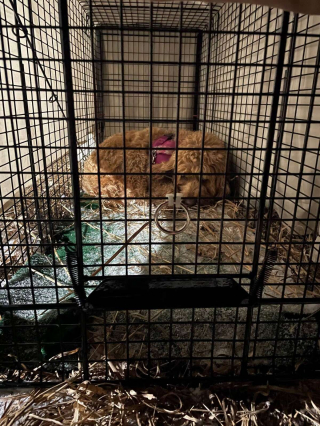 Illustration de l'article : &laquo; C'est une survivante &raquo;, apr&egrave;s 18 jours seule dans un parc naturel immense, une chienne insaisissable retrouve enfin sa famille (vid&eacute;o)