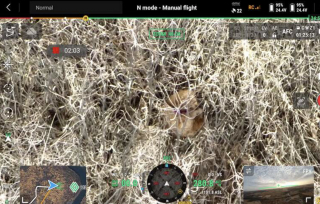 Illustration de l'article : &laquo; C'est une survivante &raquo;, apr&egrave;s 18 jours seule dans un parc naturel immense, une chienne insaisissable retrouve enfin sa famille (vid&eacute;o)