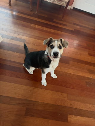 Illustration de l'article : Ils rendent un chiot perdu &agrave; ses propri&eacute;taires et 3 mois plus tard, il revient chez eux pour de bon