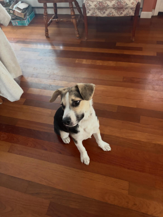 Illustration de l'article : Ils rendent un chiot perdu &agrave; ses propri&eacute;taires et 3 mois plus tard, il revient chez eux pour de bon