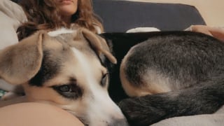 Illustration de l'article : Ils rendent un chiot perdu &agrave; ses propri&eacute;taires et 3 mois plus tard, il revient chez eux pour de bon