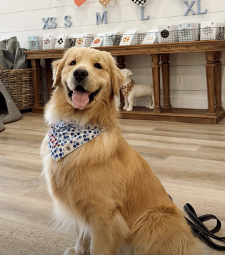 Illustration de l'article : &laquo; Le b&eacute;b&eacute; humain bouge encore &raquo; et ce Golden Retriever ne perd pas une seconde pour pr&eacute;venir la famille de ses moindres mouvements (vid&eacute;o)