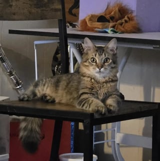 Illustration de l'article : Inqui&egrave;te pour son chat cette ma&icirc;tresse d&eacute;bourse 400 euros chez le v&eacute;t&eacute;rinaire pour une histoire de gamelle en verre