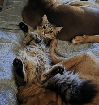 Illustration de l'article : Inqui&egrave;te pour son chat cette ma&icirc;tresse d&eacute;bourse 400 euros chez le v&eacute;t&eacute;rinaire pour une histoire de gamelle en verre