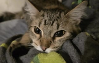 Illustration de l'article : Inqui&egrave;te pour son chat cette ma&icirc;tresse d&eacute;bourse 400 euros chez le v&eacute;t&eacute;rinaire pour une histoire de gamelle en verre