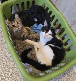 Illustration de l'article : Inqui&egrave;te pour son chat cette ma&icirc;tresse d&eacute;bourse 400 euros chez le v&eacute;t&eacute;rinaire pour une histoire de gamelle en verre