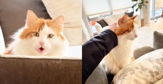 Illustration de l'article : Ce chat reste litt&eacute;ralement bouche b&eacute;e en rencontrant sa pet-sitter, qui filme cette sc&egrave;ne dr&ocirc;le et touchante (vid&eacute;o)
