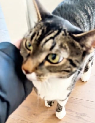 Illustration de l'article : Ce chat reste litt&eacute;ralement bouche b&eacute;e en rencontrant sa pet-sitter, qui filme cette sc&egrave;ne dr&ocirc;le et touchante (vid&eacute;o)