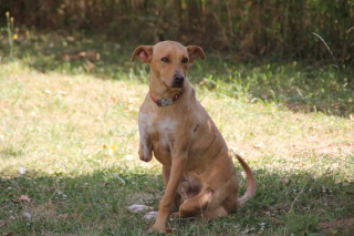 Illustration de l'article : &laquo; Il n&rsquo;est que gentillesse et amour &raquo;, apr&egrave;s avoir &eacute;t&eacute; tra&icirc;n&eacute; par une voiture, cet adorable chien tripatte cherche aujourd&rsquo;hui sa famille pour toujours
