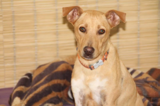 Illustration de l'article : &laquo; Il n&rsquo;est que gentillesse et amour &raquo;, apr&egrave;s avoir &eacute;t&eacute; tra&icirc;n&eacute; par une voiture, cet adorable chien tripatte cherche aujourd&rsquo;hui sa famille pour toujours