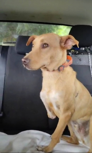 Illustration de l'article : &laquo; Il n&rsquo;est que gentillesse et amour &raquo;, apr&egrave;s avoir &eacute;t&eacute; tra&icirc;n&eacute; par une voiture, cet adorable chien tripatte cherche aujourd&rsquo;hui sa famille pour toujours