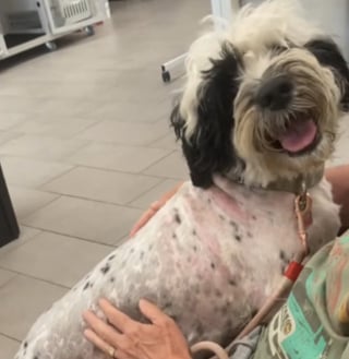 Illustration de l'article : Une b&eacute;n&eacute;vole croit secourir un chien errant et finit par payer l'h&ocirc;tel et le v&eacute;t&eacute;rinaire pour lui et son ma&icirc;tre sans-abri (vid&eacute;o)