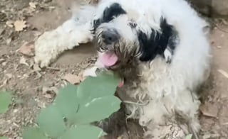 Illustration de l'article : Une b&eacute;n&eacute;vole croit secourir un chien errant et finit par payer l'h&ocirc;tel et le v&eacute;t&eacute;rinaire pour lui et son ma&icirc;tre sans-abri (vid&eacute;o)