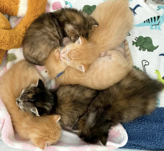 Illustration de l'article : 6 chatons orphelins d&eacute;couverts dans un camion poubelle sont sauv&eacute;s et nourris au biberon par une b&eacute;n&eacute;vole