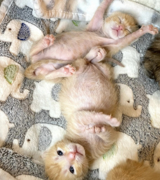 Illustration de l'article : 6 chatons orphelins d&eacute;couverts dans un camion poubelle sont sauv&eacute;s et nourris au biberon par une b&eacute;n&eacute;vole