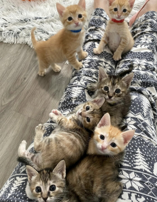 Illustration de l'article : 6 chatons orphelins d&eacute;couverts dans un camion poubelle sont sauv&eacute;s et nourris au biberon par une b&eacute;n&eacute;vole