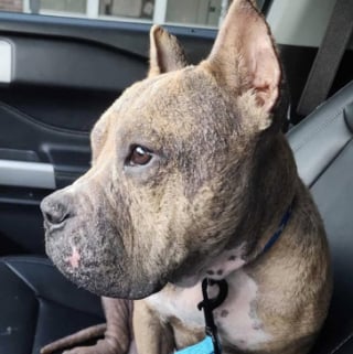 Illustration de l'article : Atteint d'une s&eacute;v&egrave;re maladie de la peau, un chien errant est soign&eacute; puis adopt&eacute; par sa famille d'accueil