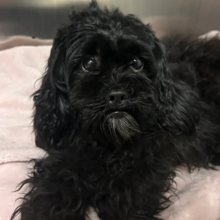 Illustration de l'article : Coinc&eacute;e au sommet d&rsquo;un pilier, une petite chienne tiraill&eacute;e entre la peur et l'espoir voit 3 hommes se hisser jusqu'&agrave; elle (vid&eacute;o)