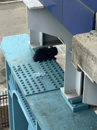 Illustration de l'article : Coinc&eacute;e au sommet d&rsquo;un pilier, une petite chienne tiraill&eacute;e entre la peur et l'espoir voit 3 hommes se hisser jusqu'&agrave; elle (vid&eacute;o)