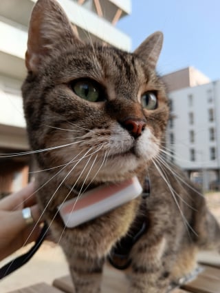Illustration de l'article : Avis Weenect XS : notre test du collier GPS pour chat pour suivre chaque mouvement de votre f&eacute;lin en temps r&eacute;el