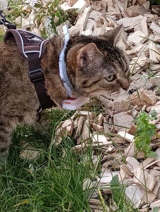 Illustration de l'article : Avis Weenect XS : notre test du collier GPS pour chat pour suivre chaque mouvement de votre f&eacute;lin en temps r&eacute;el