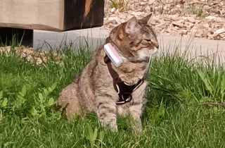 Illustration de l'article : Avis Weenect XS : notre test du collier GPS pour chat pour suivre chaque mouvement de votre f&eacute;lin en temps r&eacute;el