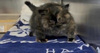 Illustration de l'article : Quand un &laquo; gros &raquo; chaton arrive au refuge, ses soigneurs d&eacute;couvrent qu'il est litt&eacute;ralement gonfl&eacute; d'air et s'empressent de le soulager