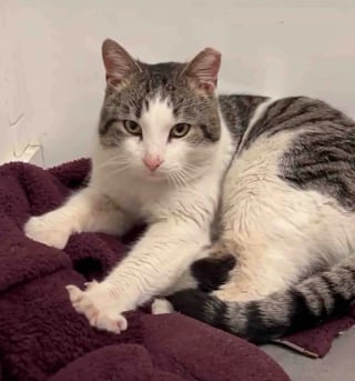 Illustration de l'article : &laquo; Heureux d'&ecirc;tre &agrave; l'int&eacute;rieur &raquo;, d&eacute;sormais sauv&eacute; de l'errance ce chat adore superviser la cuisine familiale