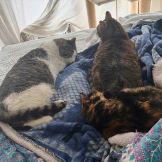 Illustration de l'article : &laquo; Heureux d'&ecirc;tre &agrave; l'int&eacute;rieur &raquo;, d&eacute;sormais sauv&eacute; de l'errance ce chat adore superviser la cuisine familiale