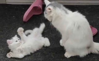 Illustration de l'article : En plein hiver, une chatte errante ose enfin s&rsquo;approcher d&rsquo;une maison pour sauver son chaton malade