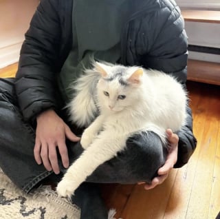 Illustration de l'article : En plein hiver, une chatte errante ose enfin s&rsquo;approcher d&rsquo;une maison pour sauver son chaton malade