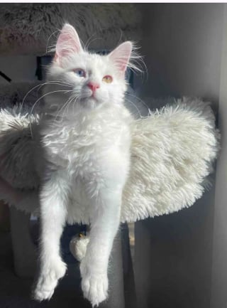 Illustration de l'article : En plein hiver, une chatte errante ose enfin s&rsquo;approcher d&rsquo;une maison pour sauver son chaton malade