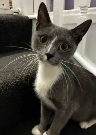 Illustration de l'article : D&eacute;couvertes dans une zone industrielle, 2 chattes gestantes trouvent l&rsquo;endroit parfait pour mettre bas et &eacute;lever leurs chatons