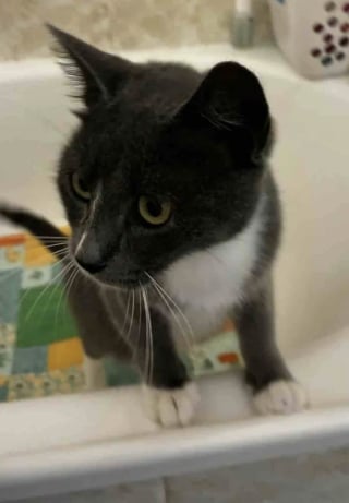 Illustration de l'article : D&eacute;couvertes dans une zone industrielle, 2 chattes gestantes trouvent l&rsquo;endroit parfait pour mettre bas et &eacute;lever leurs chatons