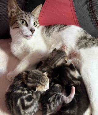 Illustration de l'article : D&eacute;couvertes dans une zone industrielle, 2 chattes gestantes trouvent l&rsquo;endroit parfait pour mettre bas et &eacute;lever leurs chatons