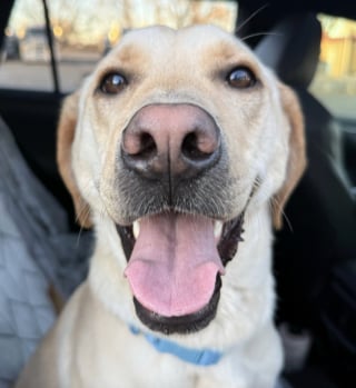 Illustration de l'article : Lorsque son ex petit ami abandonne leur chien au refuge, elle n&rsquo;h&eacute;site pas &agrave; parcourir 8 heures de route pour le r&eacute;cup&eacute;rer (vid&eacute;o)