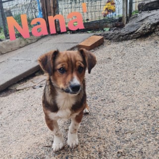 Illustration de l'article : &laquo; Nous n'avions pr&eacute;vu d'adopter qu'un seul chien &raquo;, un couple adopte une chienne et finit par accueillir aussi son meilleur ami