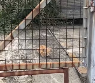 Illustration de l'article : &laquo; On n&rsquo;a pas eu de pizza ce soir-l&agrave; &raquo;, en chemin vers la pizzeria, ils croisent un chaton mourant et d&eacute;cident de le sauver (vid&eacute;o)