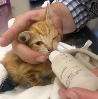 Illustration de l'article : &laquo; On n&rsquo;a pas eu de pizza ce soir-l&agrave; &raquo;, en chemin vers la pizzeria, ils croisent un chaton mourant et d&eacute;cident de le sauver (vid&eacute;o)