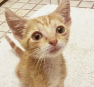 Illustration de l'article : &laquo; On n&rsquo;a pas eu de pizza ce soir-l&agrave; &raquo;, en chemin vers la pizzeria, ils croisent un chaton mourant et d&eacute;cident de le sauver (vid&eacute;o)