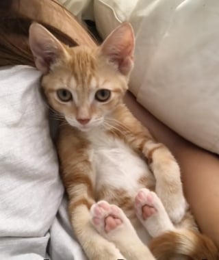 Illustration de l'article : &laquo; On n&rsquo;a pas eu de pizza ce soir-l&agrave; &raquo;, en chemin vers la pizzeria, ils croisent un chaton mourant et d&eacute;cident de le sauver (vid&eacute;o)