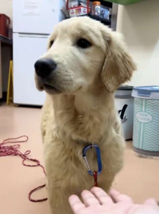 Illustration de l'article : Abandonn&eacute; au bout de 3 jours, ce chiot qui tremblait au refuge retrouve le sourire gr&acirc;ce &agrave; une b&eacute;n&eacute;vole d&eacute;vou&eacute;e (vid&eacute;o)