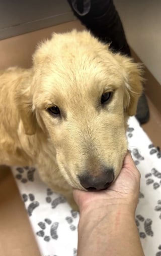 Illustration de l'article : Abandonn&eacute; au bout de 3 jours, ce chiot qui tremblait au refuge retrouve le sourire gr&acirc;ce &agrave; une b&eacute;n&eacute;vole d&eacute;vou&eacute;e (vid&eacute;o)