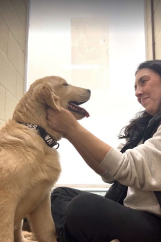 Illustration de l'article : Abandonn&eacute; au bout de 3 jours, ce chiot qui tremblait au refuge retrouve le sourire gr&acirc;ce &agrave; une b&eacute;n&eacute;vole d&eacute;vou&eacute;e (vid&eacute;o)