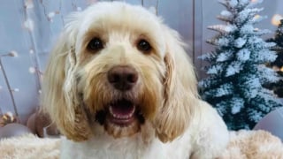 Illustration de l'article : Apr&egrave;s le vol d&rsquo;un van transportant 7 de ses cong&eacute;n&egrave;res, une chienne est finalement retrouv&eacute;e dans les broussailles gr&acirc;ce &agrave; une cam&eacute;ra thermique