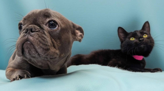 Illustration de l'article : Avec le m&ecirc;me handicap, un chien et une chatte qui se sont rencontr&eacute;s au refuge tissent un lien fort qui les aide &agrave; avancer ensemble