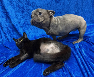 Illustration de l'article : Avec le m&ecirc;me handicap, un chien et une chatte qui se sont rencontr&eacute;s au refuge tissent un lien fort qui les aide &agrave; avancer ensemble