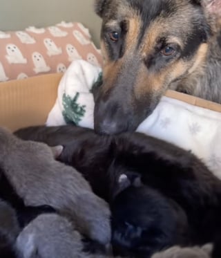 Illustration de l'article : &laquo; &Ccedil;a, c&rsquo;est de la confiance &raquo;, chaque matin, cette chienne veut absolument dire bonjour aux chatons de son amie f&eacute;line (vid&eacute;o)