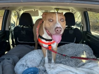 Illustration de l'article : Un chien de refuge profite d&rsquo;une vir&eacute;e avec ses bienfaiteurs pour faire du paddle pour la premi&egrave;re fois de sa vie